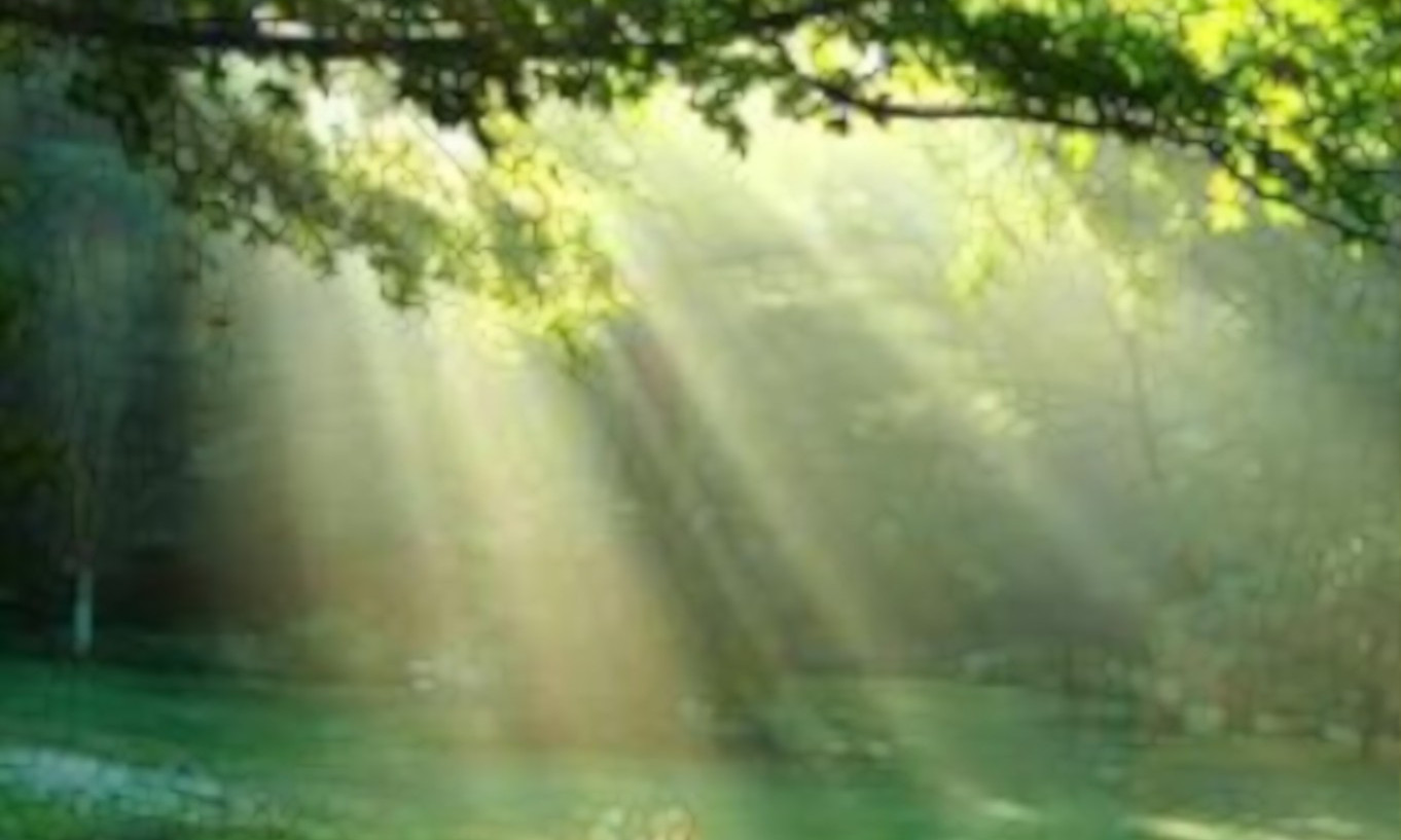 Gentle sunlight reaching parts of a forest floor through tree leaves and branches